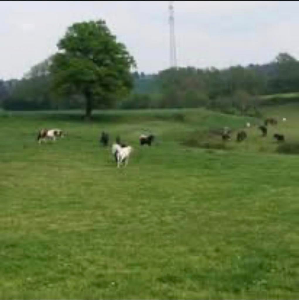 Location de box pour chevaux