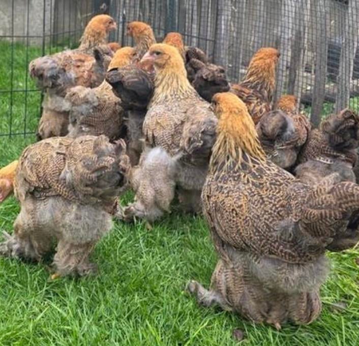Brahma kuikens hen, Dieren en Toebehoren, Vrouwelijk, Kip