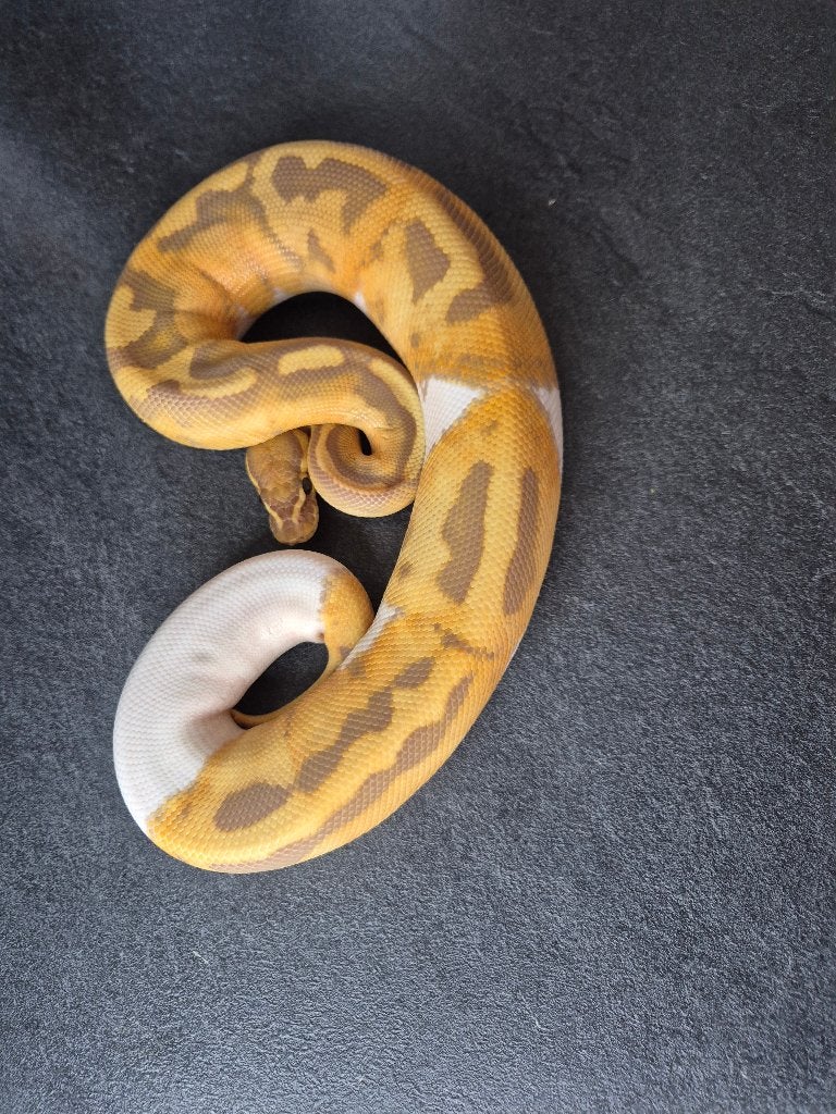 Python regius, Dieren en Toebehoren, Reptielen en Amfibieën, Slang, 0 tot 2 jaar