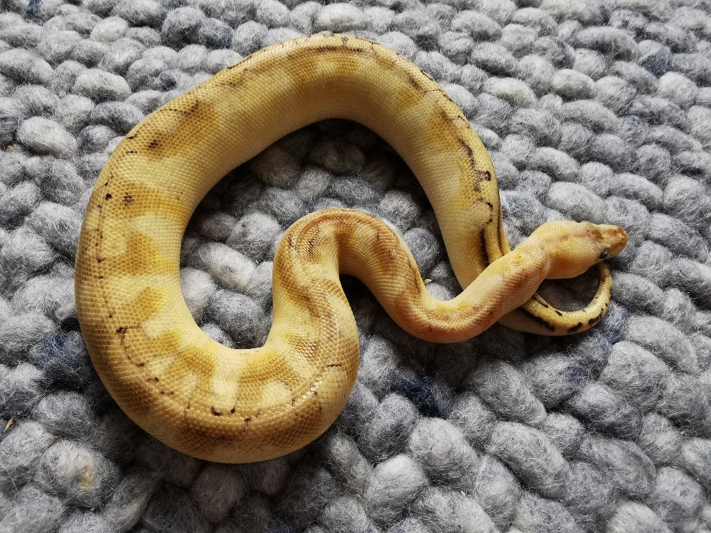 0.1 Koningspython; python regius; Champagne Enchi Pastel, Dieren en Toebehoren, Reptielen en Amfibieën, Slang, Tam, 0 tot 2 jaar