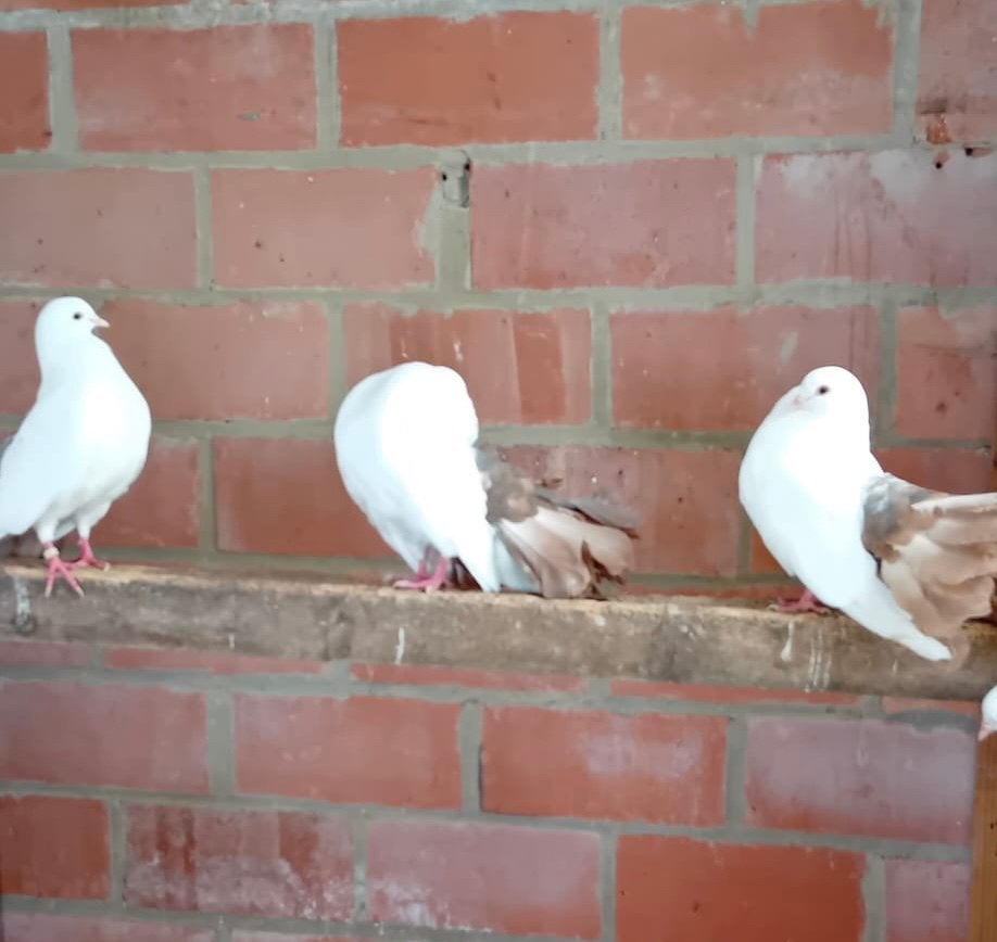 Pauwstaartjes, Animaux & Accessoires, Oiseaux | Pigeons