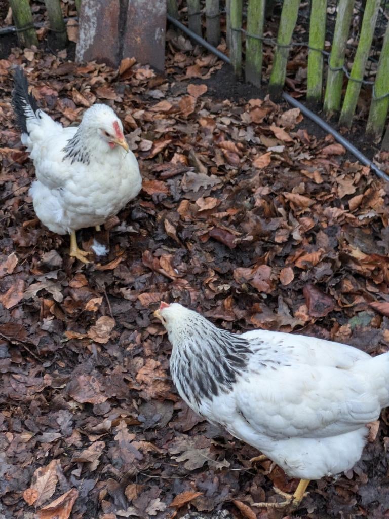 sussex legkip, Dieren en Toebehoren