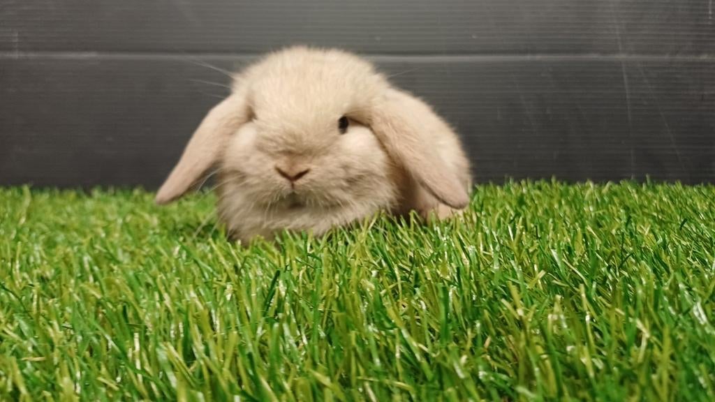 Raszuivere handtamme mannelijke minilop konijnen jong, Dieren en Toebehoren, Konijnen, Dwerg, Mannelijk, 0 tot 2 jaar, Hangoor