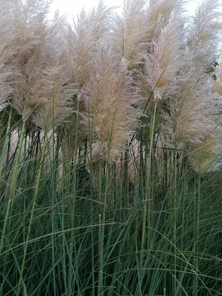 Pampas pluimen, Ophalen, Nieuw