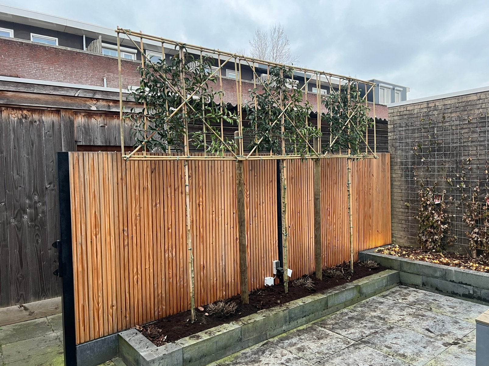 Lei Amberboom, Fagus Sylvatica, Haagbeuk, AANPLANT SERVICE!, Enlèvement ou Envoi