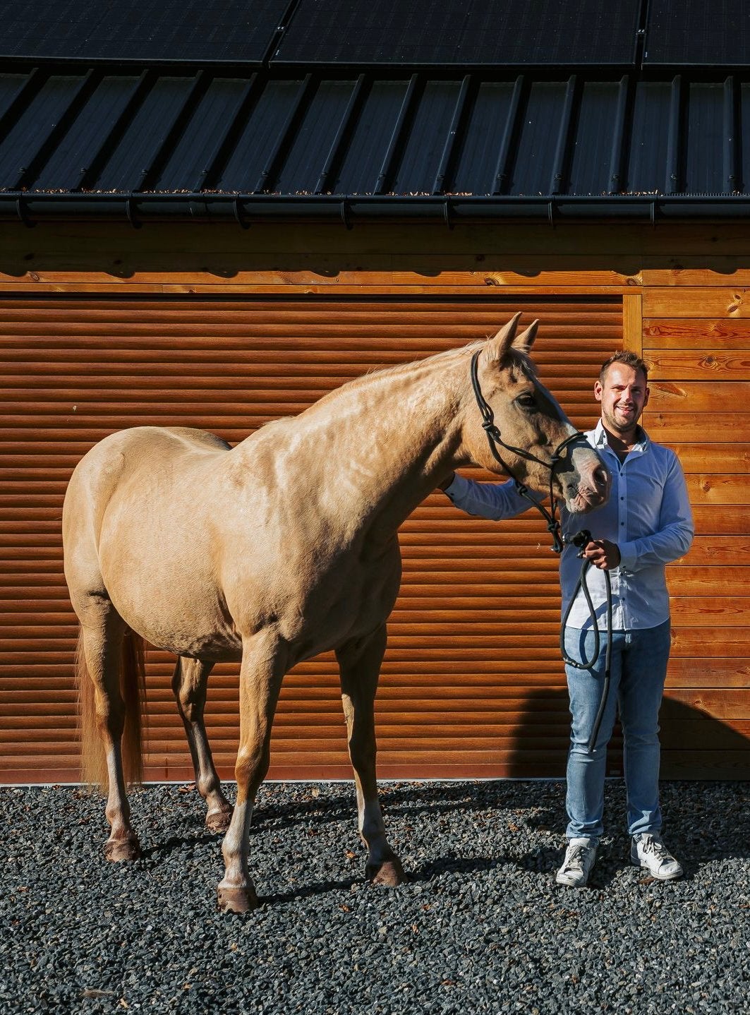 Cheval part arabe 1/2 sang quarter horse palomino jument2014, Dieren en Toebehoren, Merrie