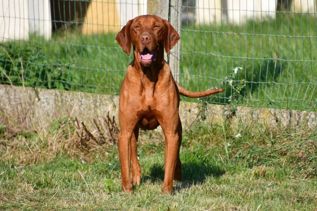 Vizsla dekreu, 6 jaar of ouder, Reu, Buitenland, CDV (hondenziekte)