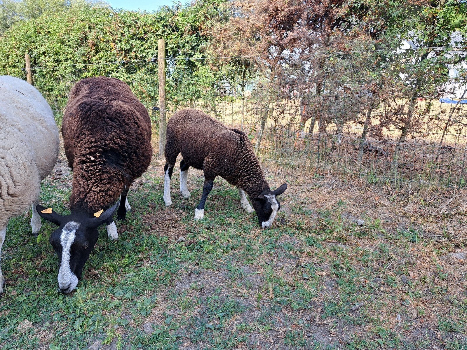 zwartbles ooi met ooilam, Dieren en Toebehoren, Schapen, Geiten en Varkens, Vrouwelijk, Schaap, 0 tot 2 jaar