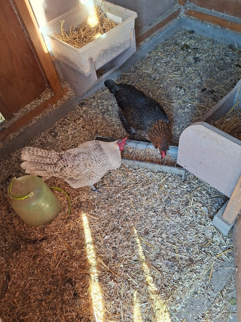 1 Marans en 1 wit-blauwe Brakelhoen kippen, Dieren en Toebehoren, Pluimvee, Vrouwelijk, Kip