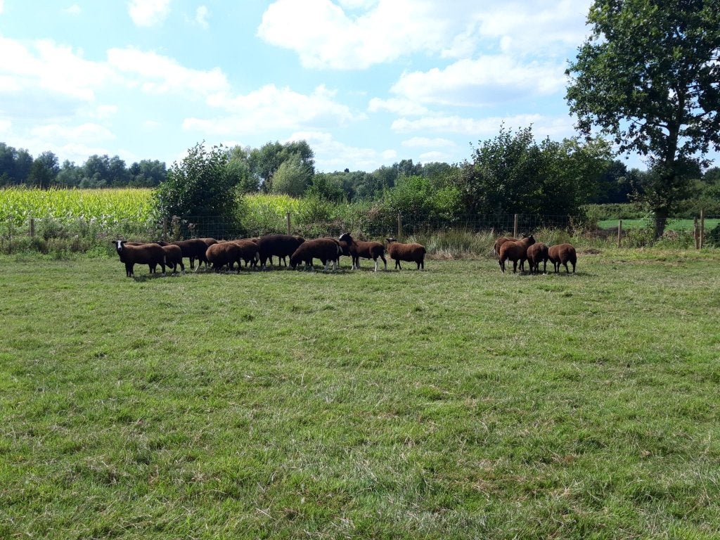 zwartbles bok gezocht om te ruilen + 6 oude bokken te koop, Animaux & Accessoires, Mâle, Mouton, 3 à 5 ans