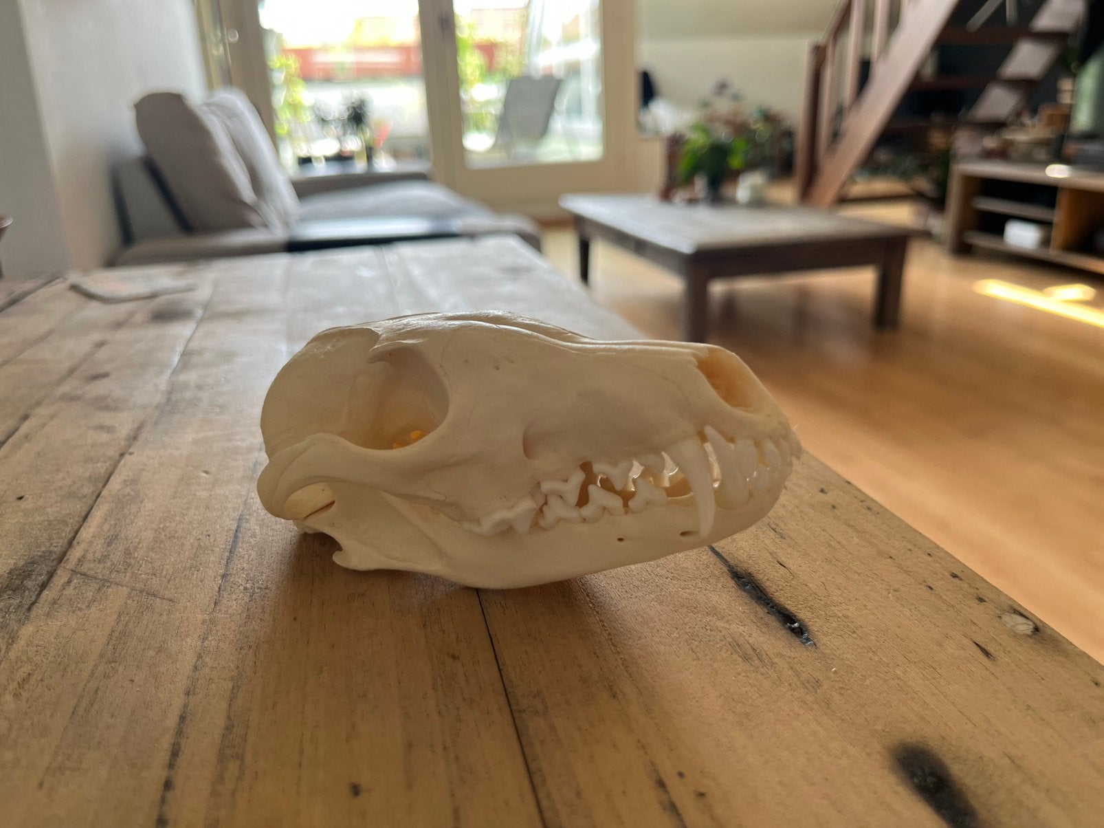 Schedel vos, Verzamelen, Dierenverzamelingen, Ophalen, Zo goed als nieuw, Wild dier, Schedel