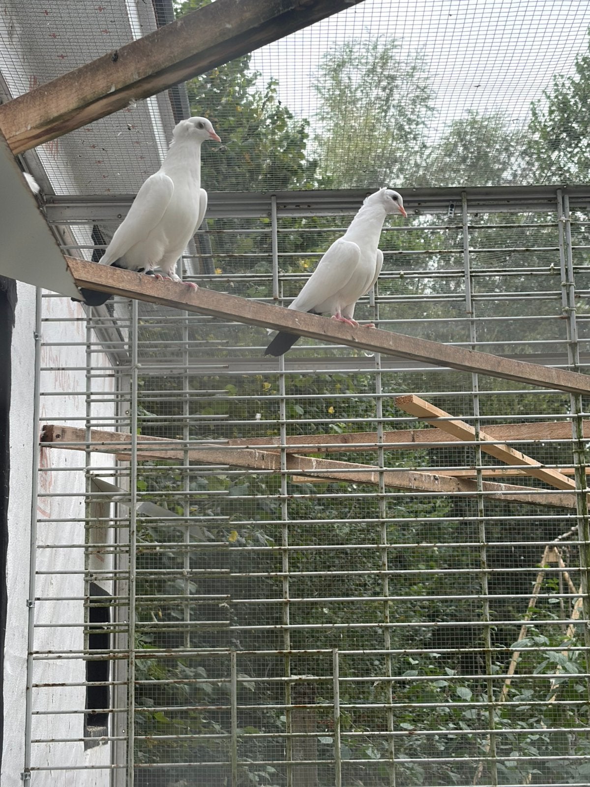 Pigeone, Dieren en Toebehoren