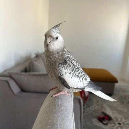 Je cherche une calopsitte à adopter, Animaux & Accessoires, Perruche