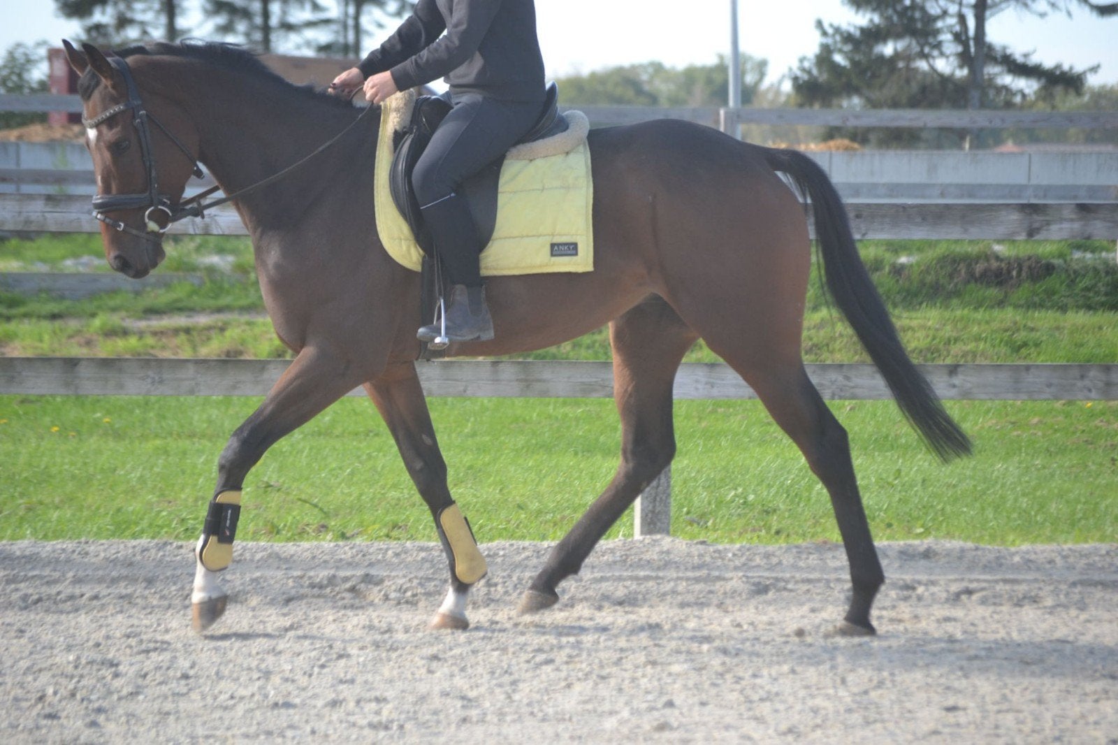 Zeer lieve brave ruin, Dieren en Toebehoren, Ruin