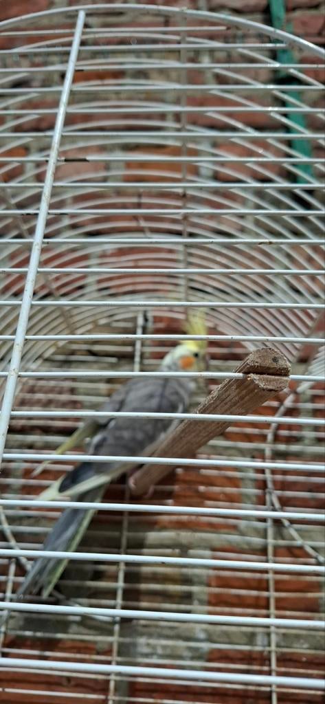 Valkparkiet geslacht niet bekend
