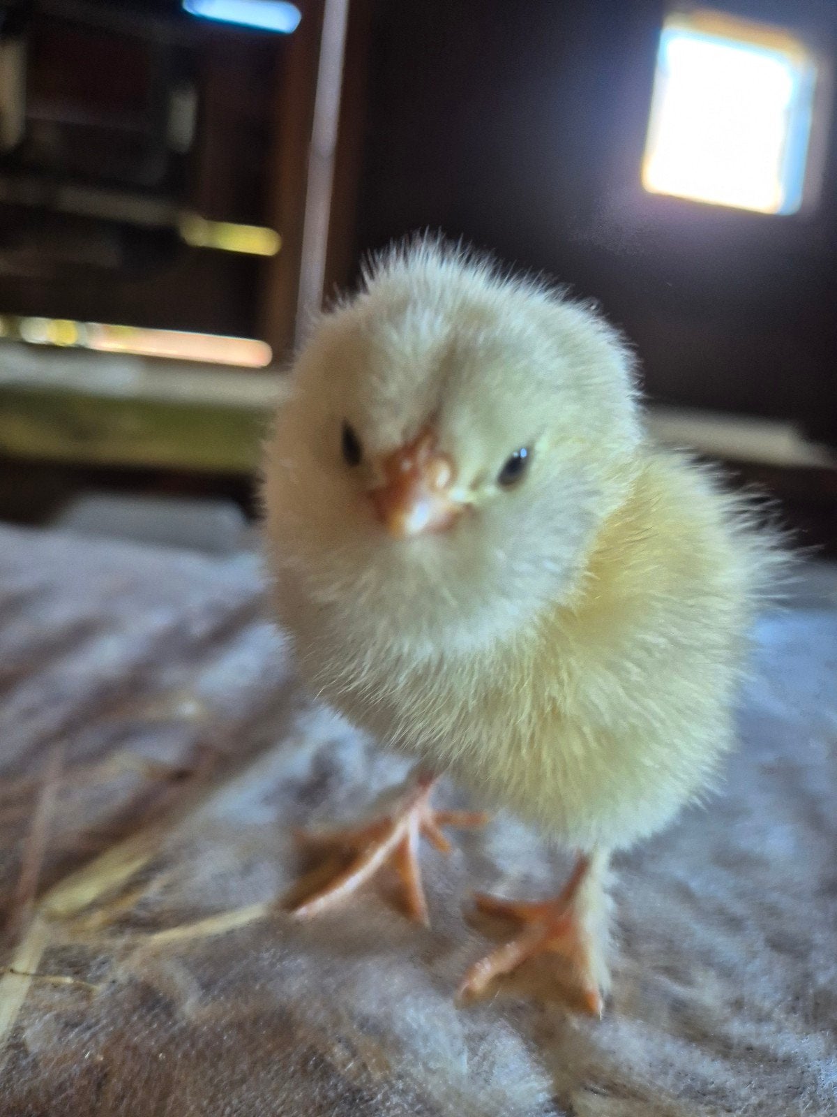 faverolles kuikentjes, hennetjes, Dieren en Toebehoren, Pluimvee, Vrouwelijk, Kip