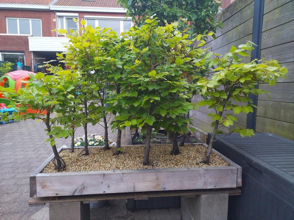 Beuken bos, Tuin en Terras, Planten | Bomen, Ophalen