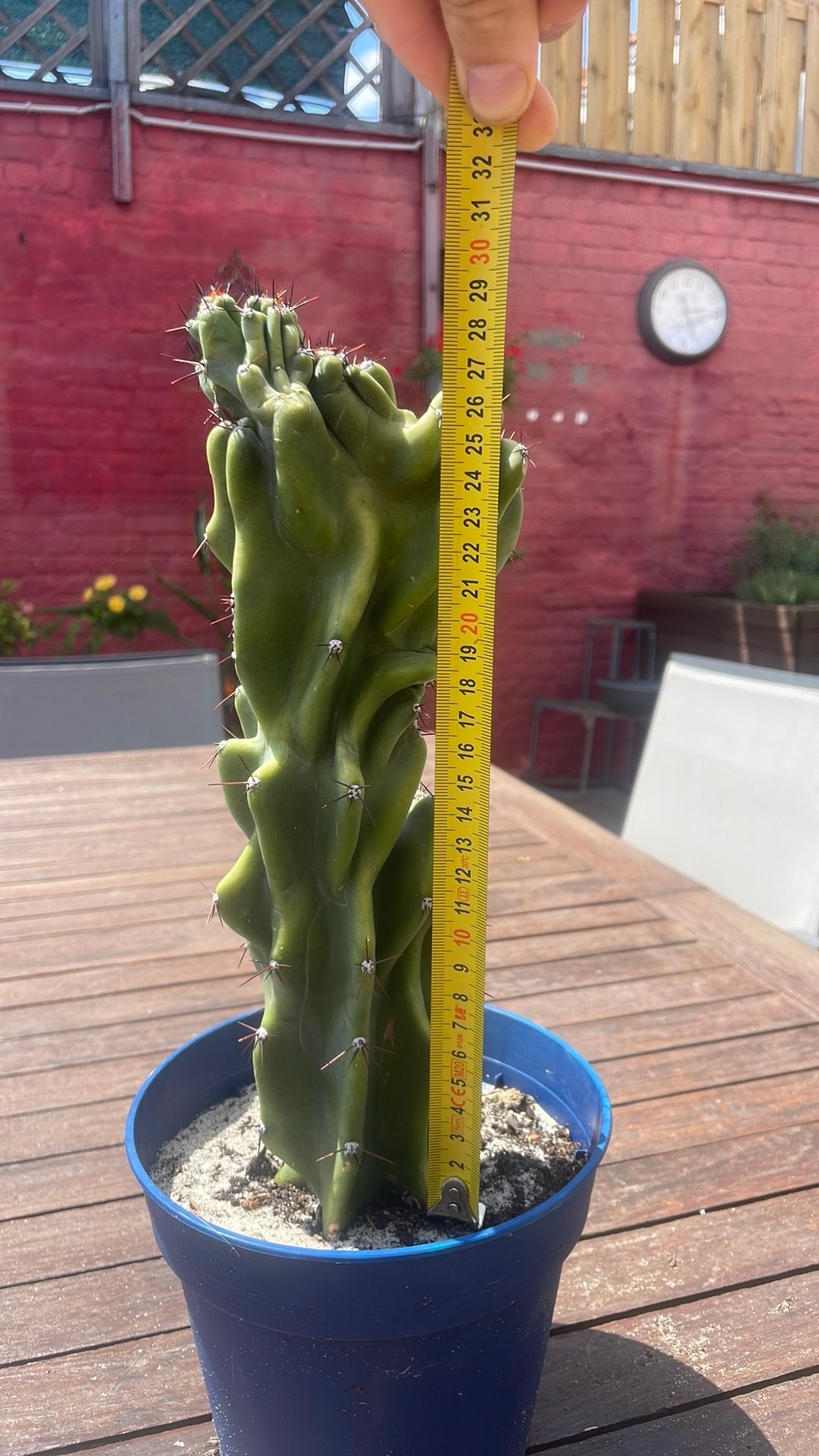 Monstrose Apple Cactus (Cereus repandus f. monstrosa), Ophalen of Verzenden, Cactus