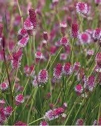 Sanguisorba Pink Tanna, Ophalen, Halfschaduw