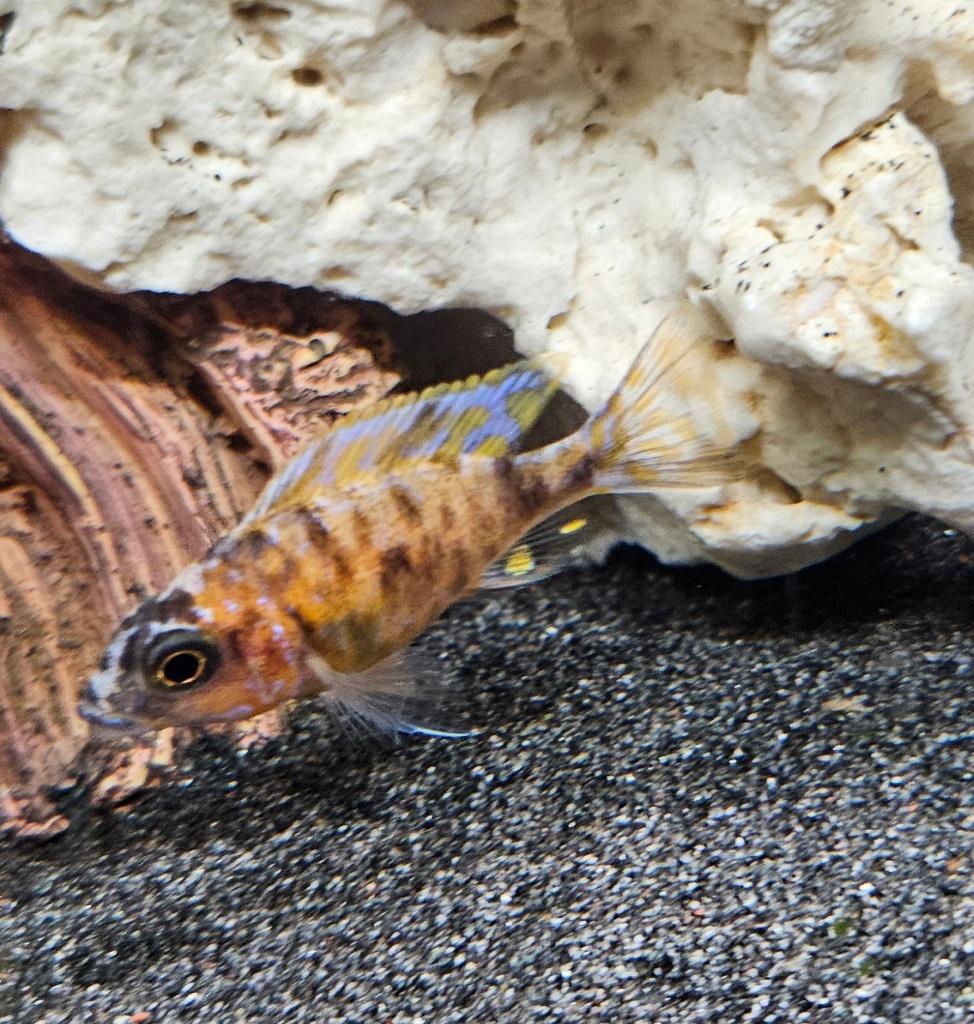 Aulonocara red Blotched malawi cichliden, Dieren en Toebehoren, Vissen | Aquariumvissen, Zoetwatervis, Vis