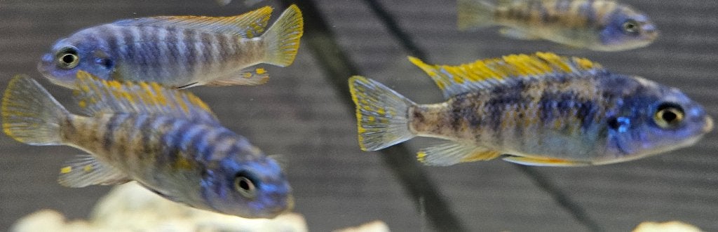 Labeotropheus trewavasae sur des cichlidés du Malawi, Animaux & Accessoires, Poisson, Poisson d'eau douce