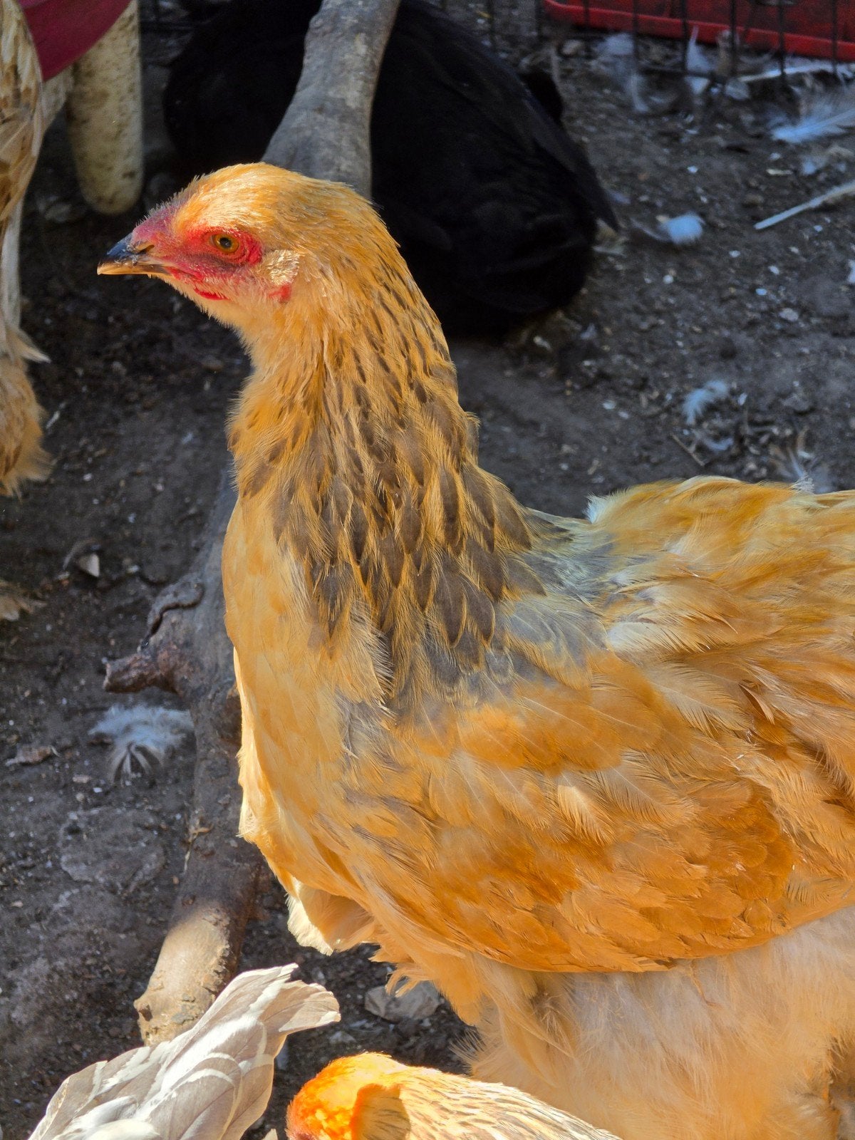 mooie en lieve Brahma haan, Dieren en Toebehoren, Mannelijk, Kip