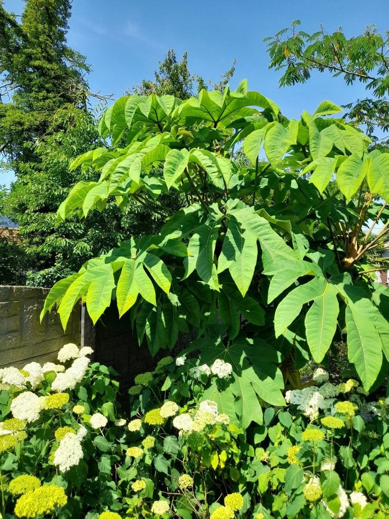 Le Tetrapanax papyrifera Rex., Enlèvement