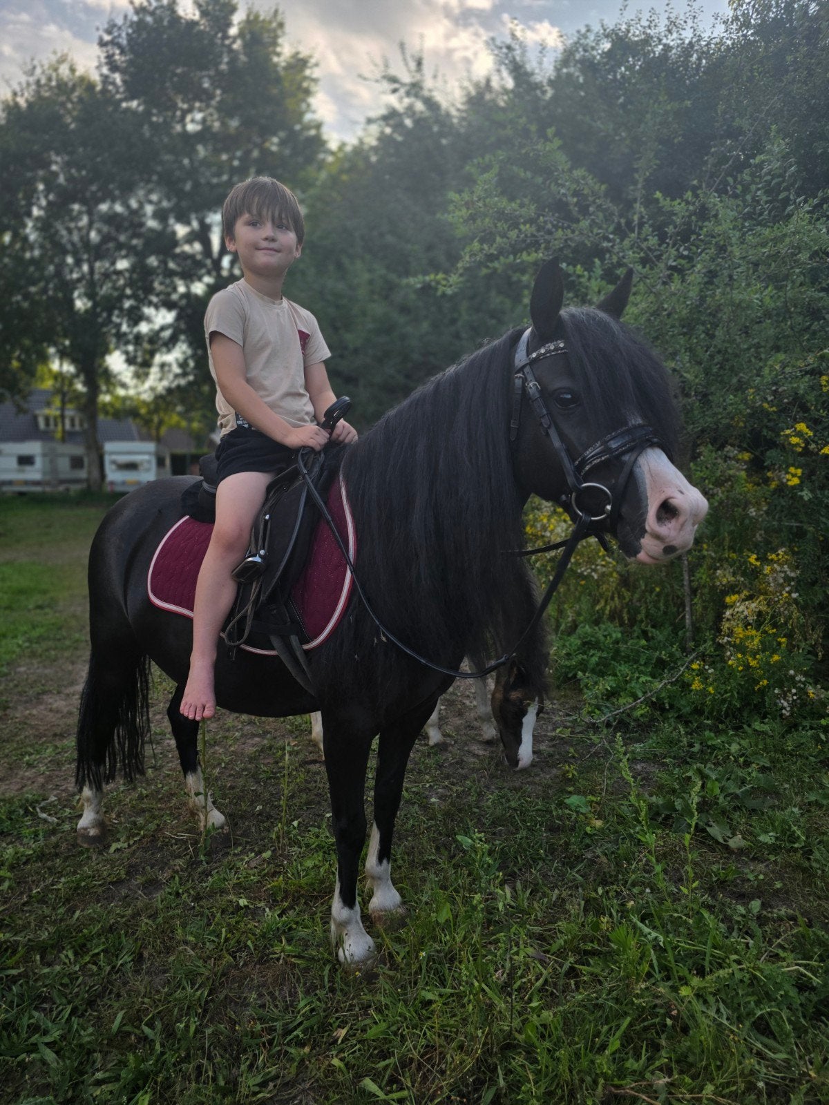 bloedmooie sectie A welsh bixie pony te koop aangeboden!, Dieren en Toebehoren, Zadelmak, A pony (tot 1.17m), 3 tot 6 jaar, Merrie