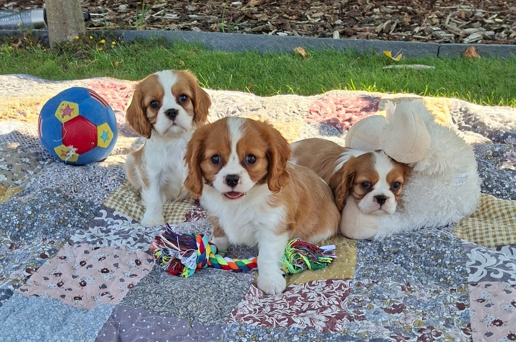 Prachtige cavalier king charles pups, Parvo, België, Fokker | Hobbymatig, 8 tot 15 weken