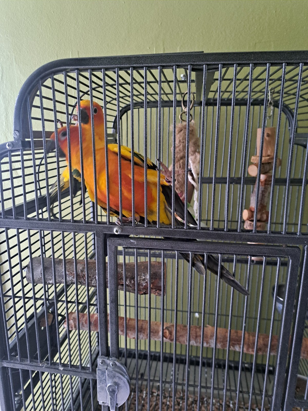 couple de conure du soleil, Animaux & Accessoires, Enlèvement