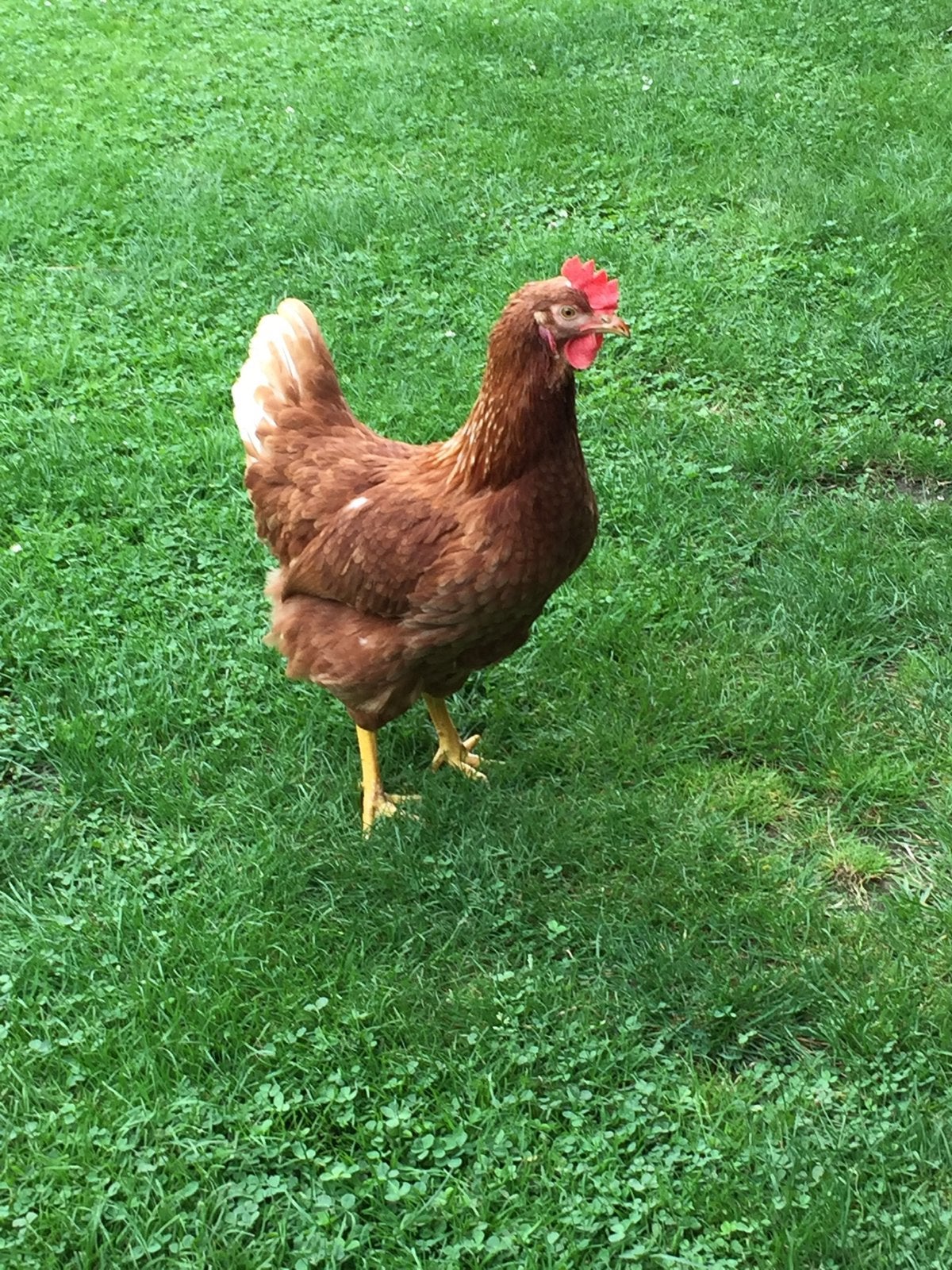 Jongen legkippen, Dieren en Toebehoren