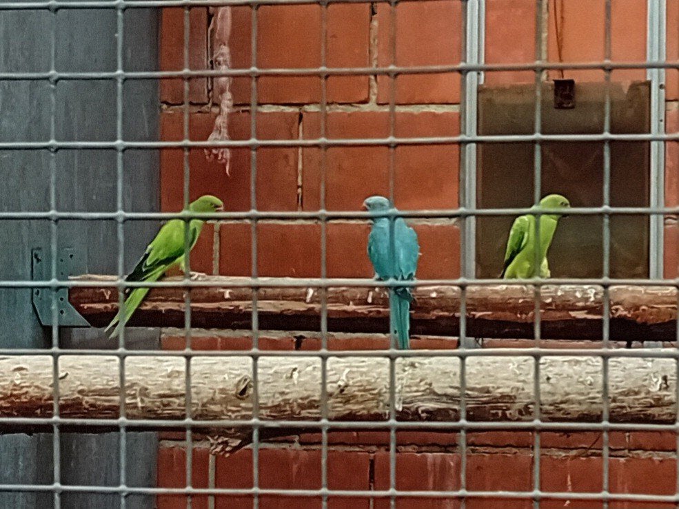 Kweekkoppels Halsband parkieten, Meerdere dieren, Parkiet, Geringd