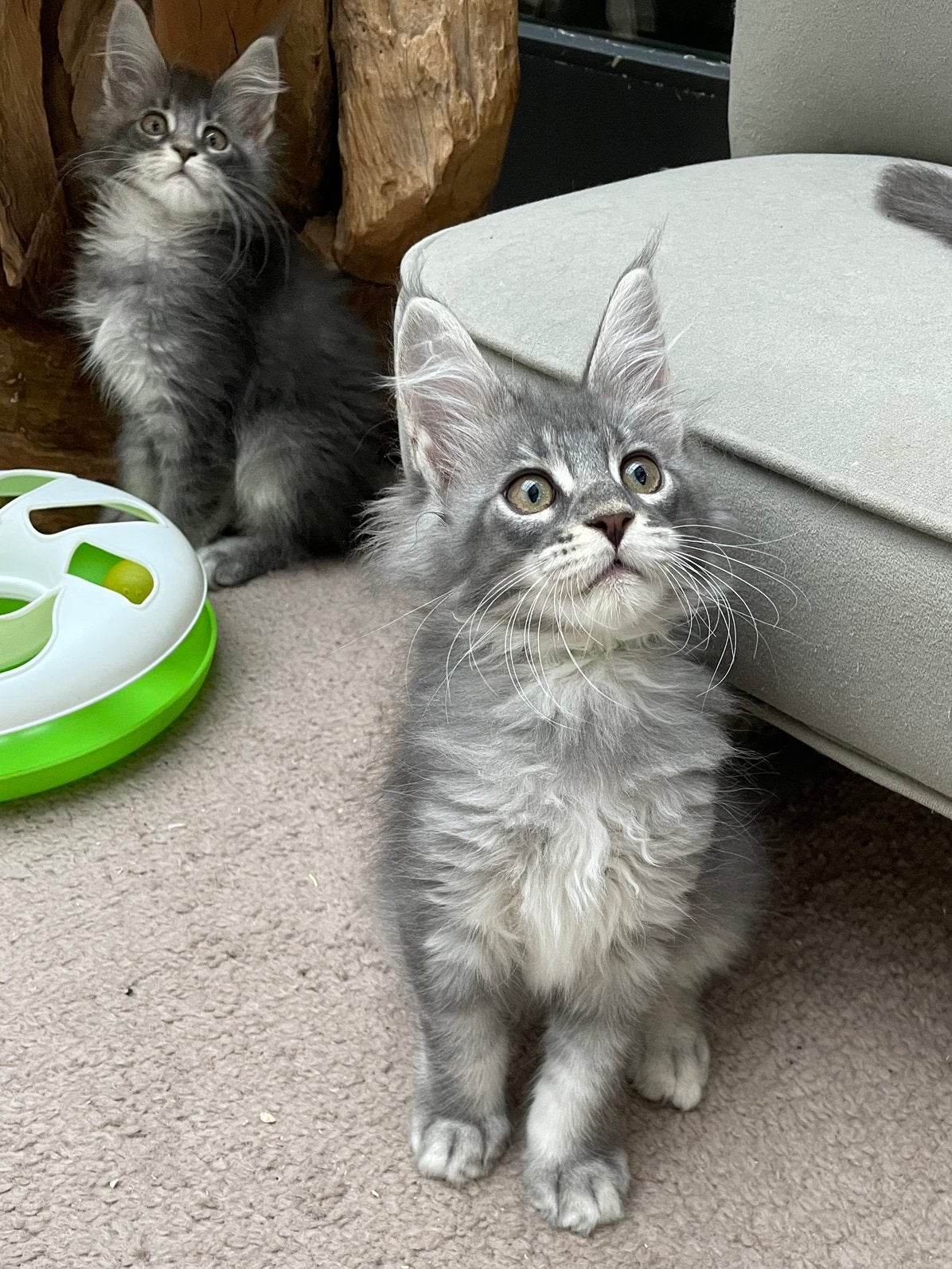 Maile coon kittens, Dieren en Toebehoren, Meerdere dieren, Met stamboom, 0 tot 2 jaar