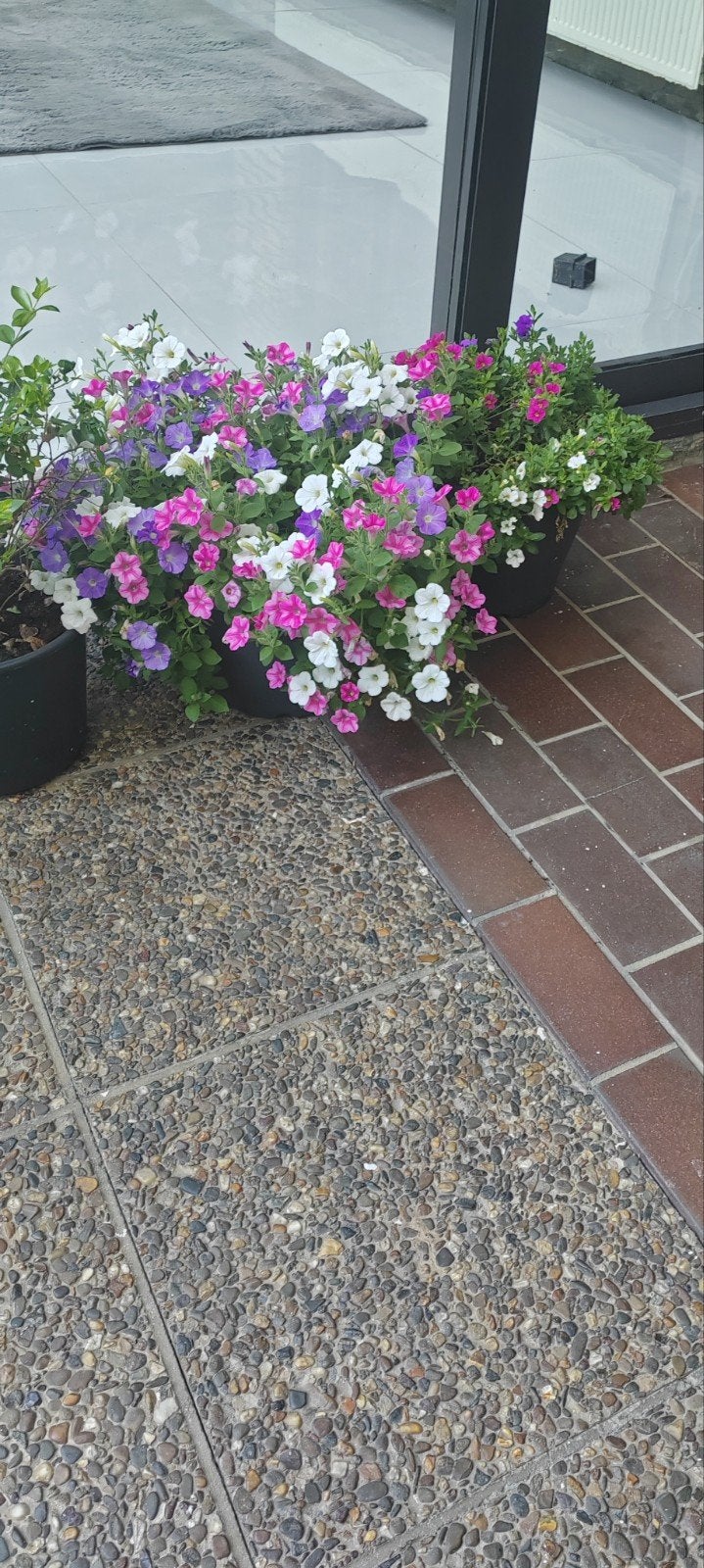 Bloemen, Enlèvement ou Envoi