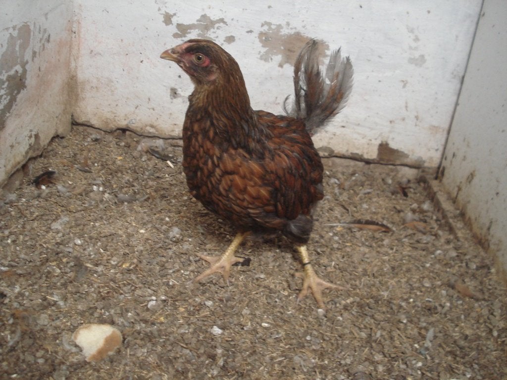 wyandotte hen (goudzwart gezoomd), Animaux & Accessoires, Femelle, Poule ou poulet