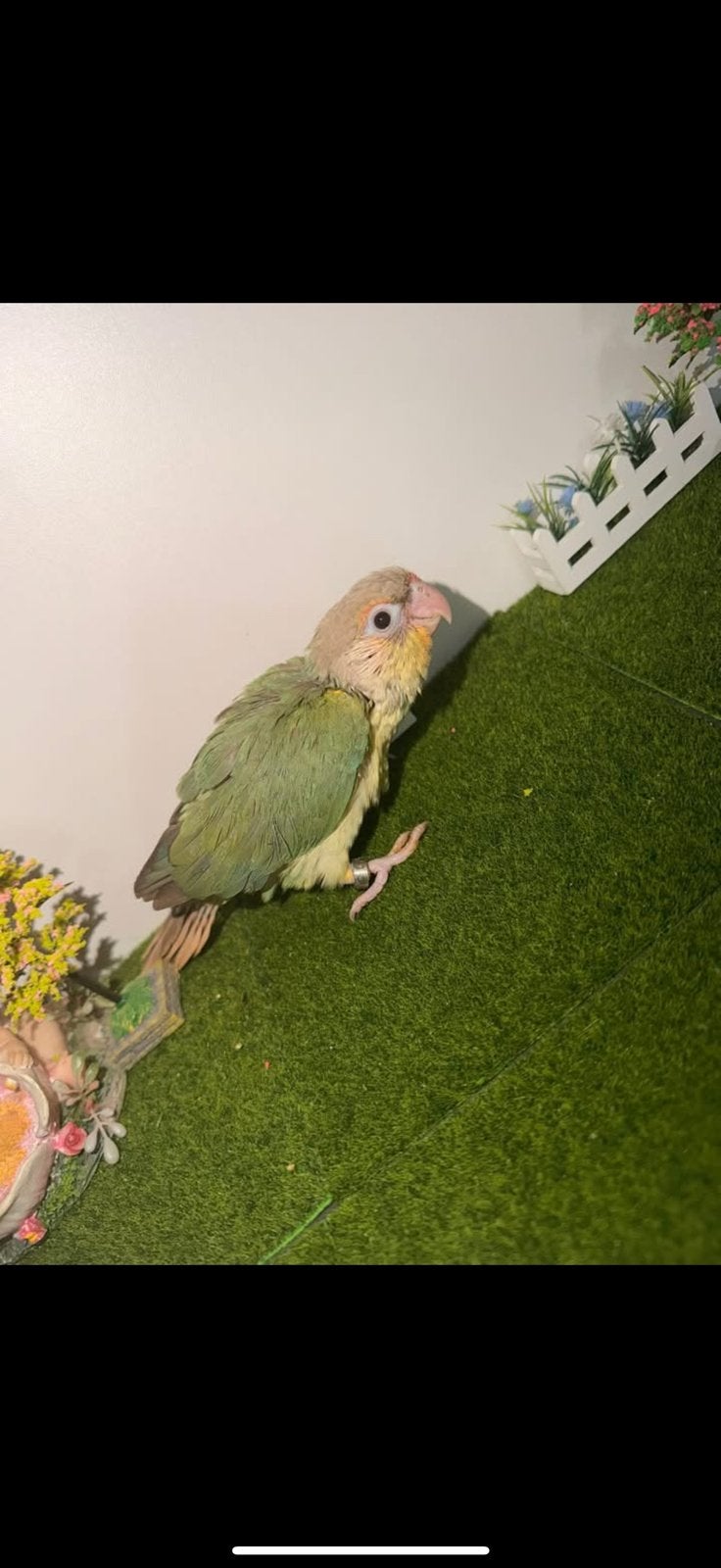 Conure molinae, Sexe inconnu, Perruche, Parleur