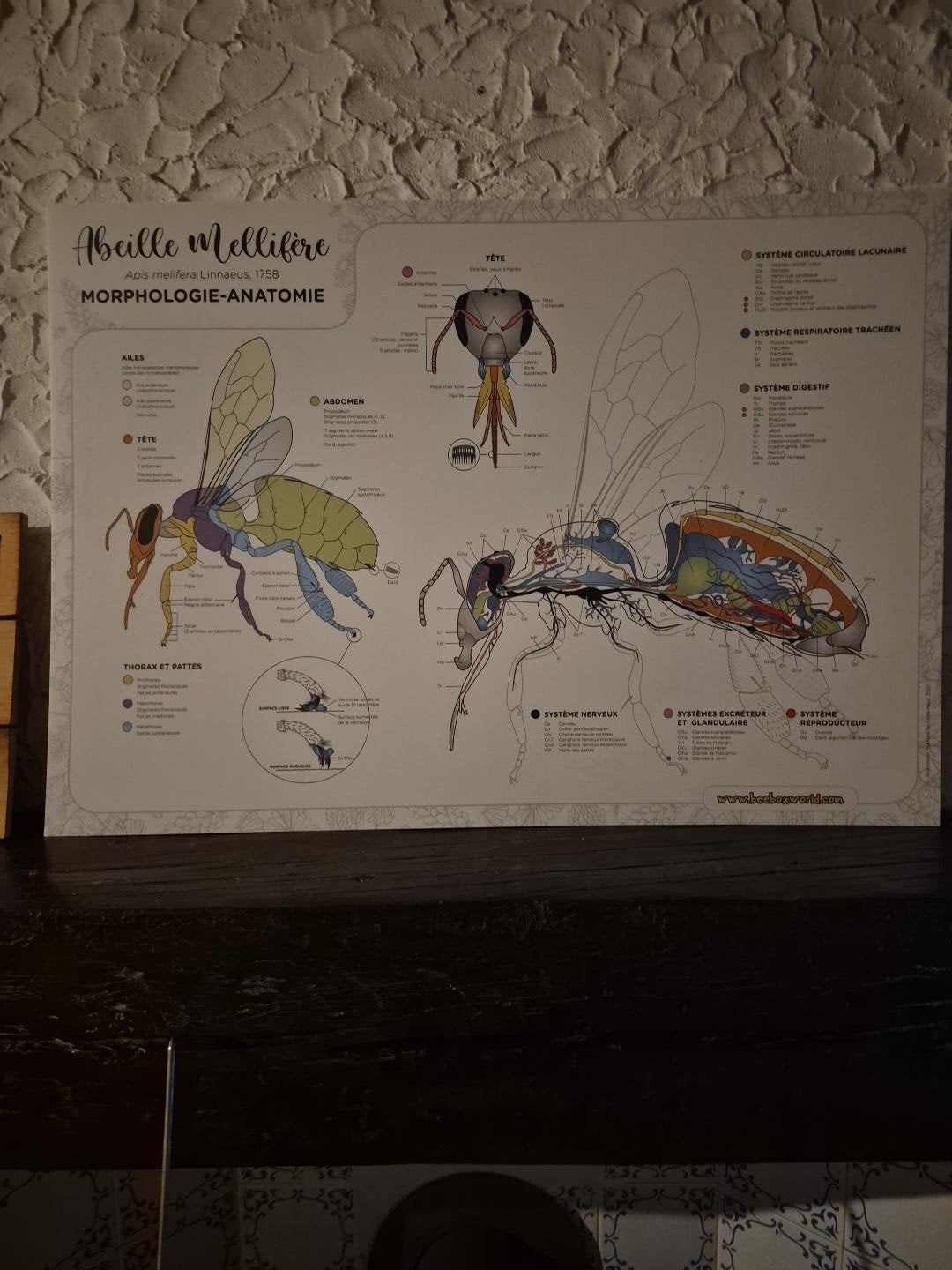 Panneau pédagogique apiculture A1 – Anatomie de l’abeille, Enlèvement, Plastique