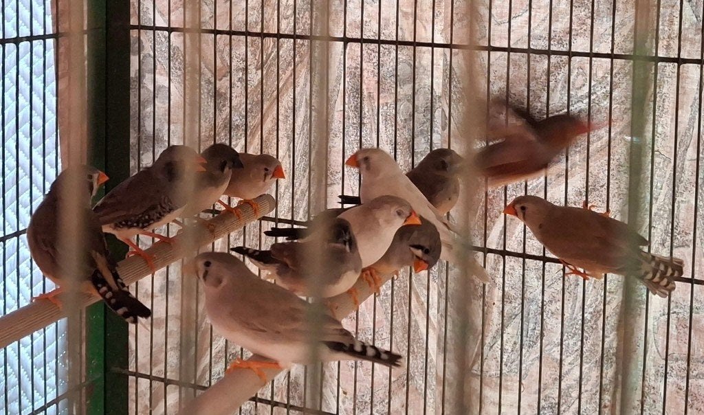 mooi, jong koppel zebravinkjes, Animaux & Accessoires, Oiseaux | Oiseaux Autre