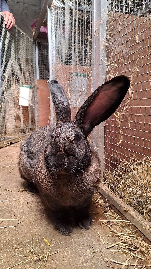 Duitse Reus, Femelle, Grand, 0 à 2 ans
