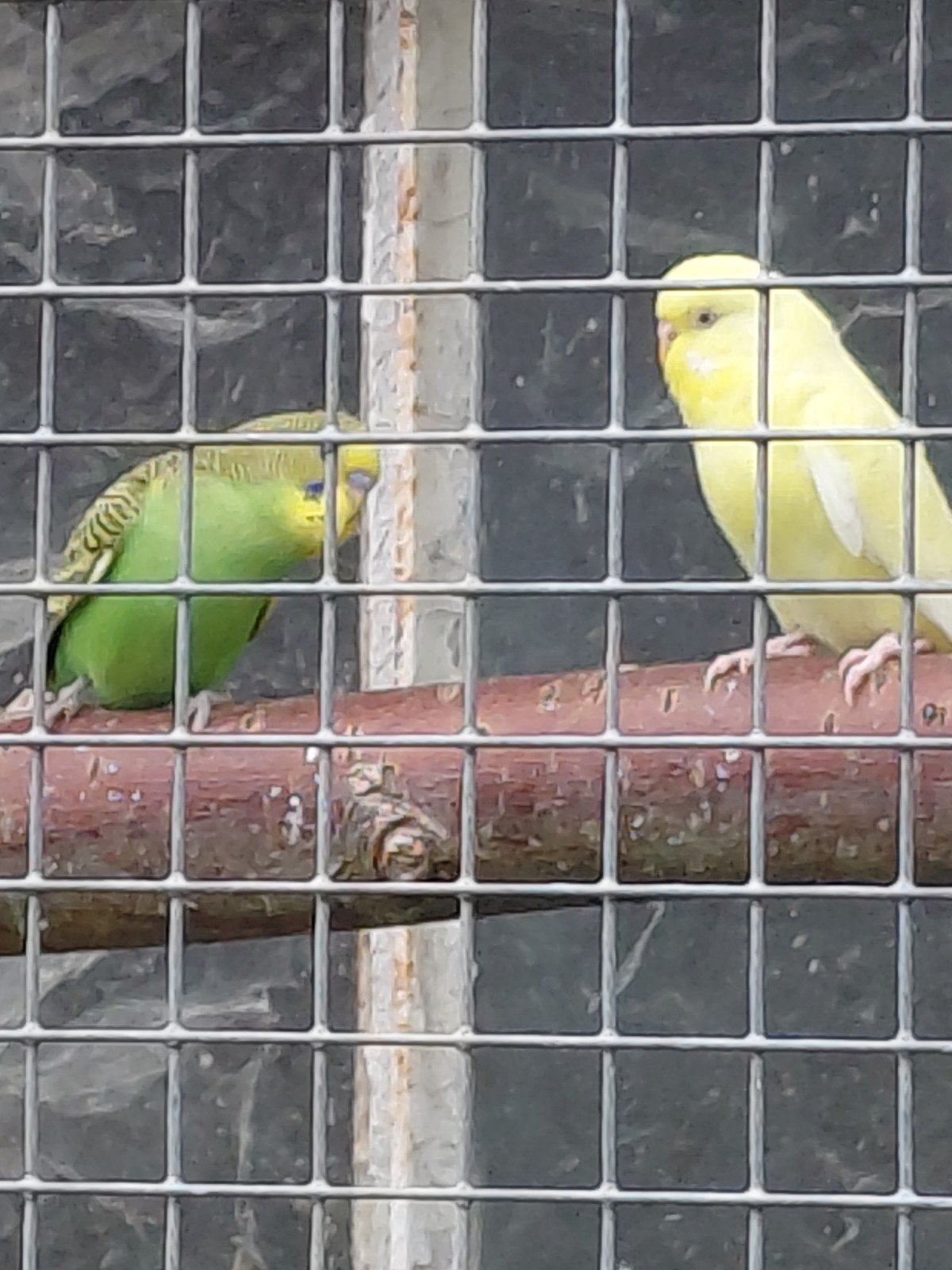 grasparkietjes, Dieren en Toebehoren