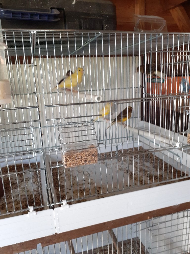 Jonge kanaries, Geslacht onbekend, Bastaard