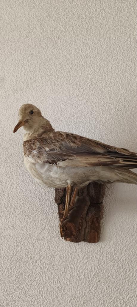 Antieke opgezette Meeuw 2 vogel taxidermie, Verzamelen, Ophalen of Verzenden, Vogel