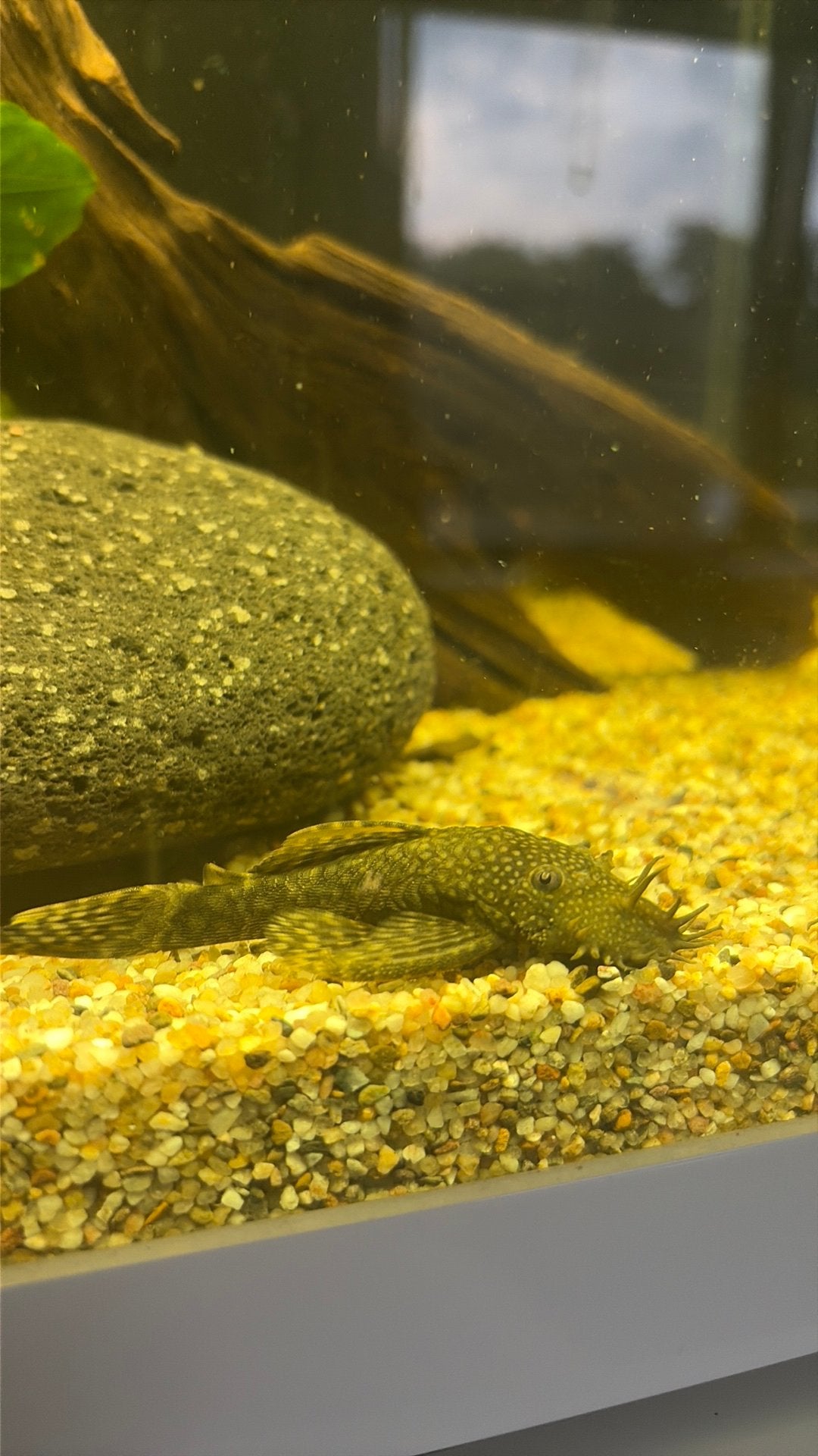 4 normale ancistrussen, Vis, Zoetwatervis