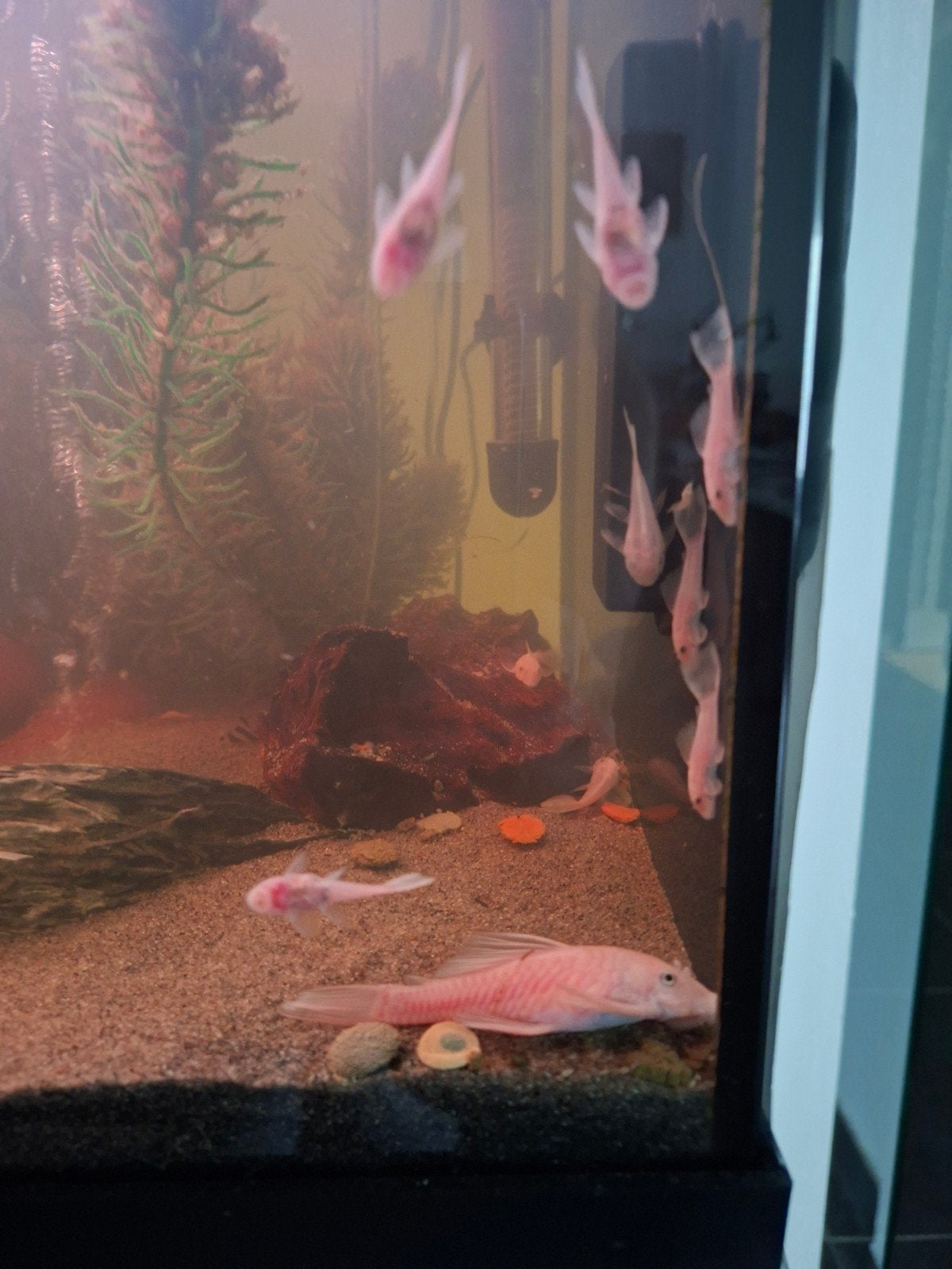 zuivere snow white ancistrus pleco's, Animaux & Accessoires