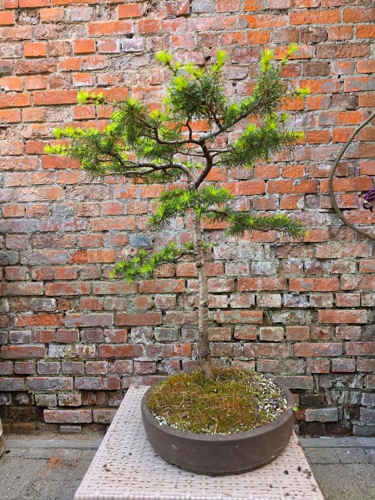 Bonsai Den, Tuin en Terras, Ophalen