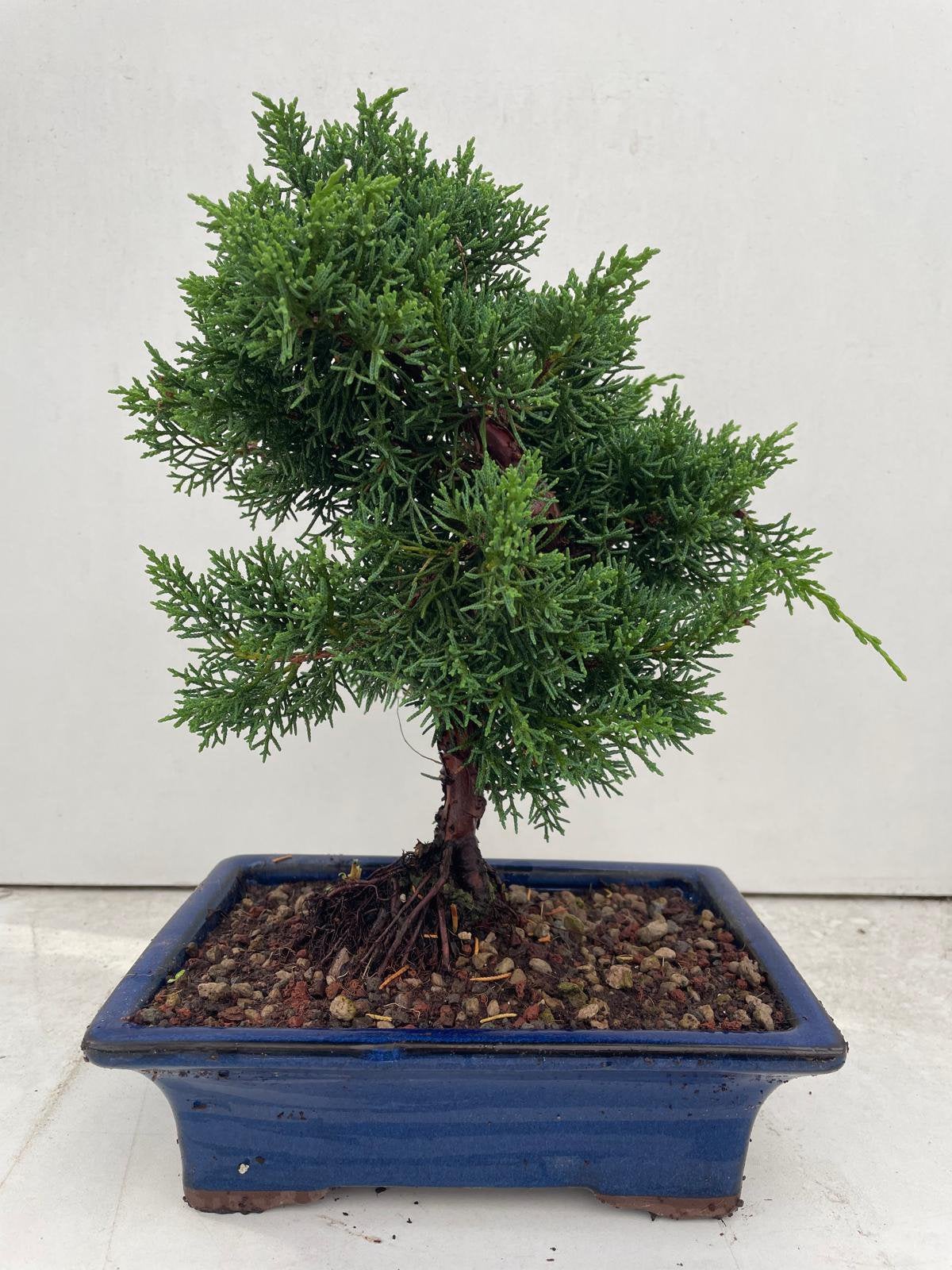 Juniperus sargentii, Ophalen