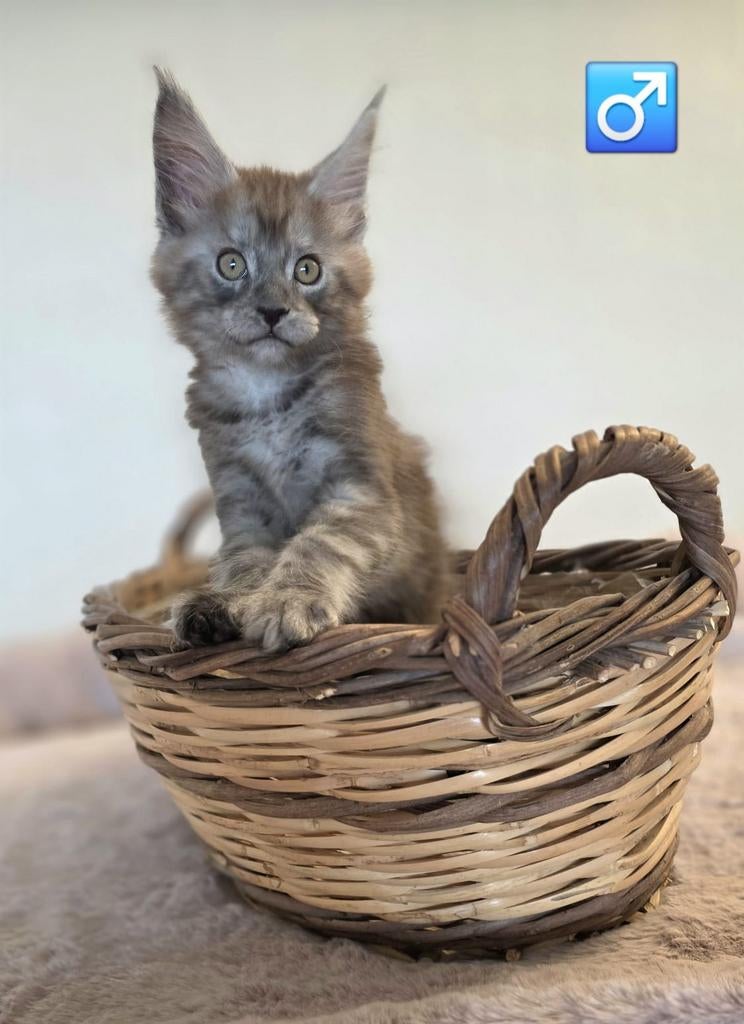 Maine Coon kittens, Meerdere dieren, Met stamboom, 0 tot 2 jaar
