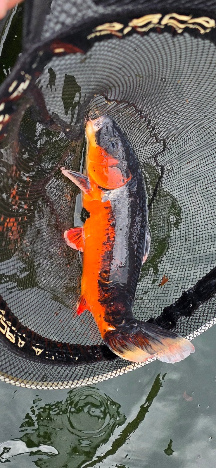 Grote Koi vissen te koop, Dieren en Toebehoren, Goudvis(sen)