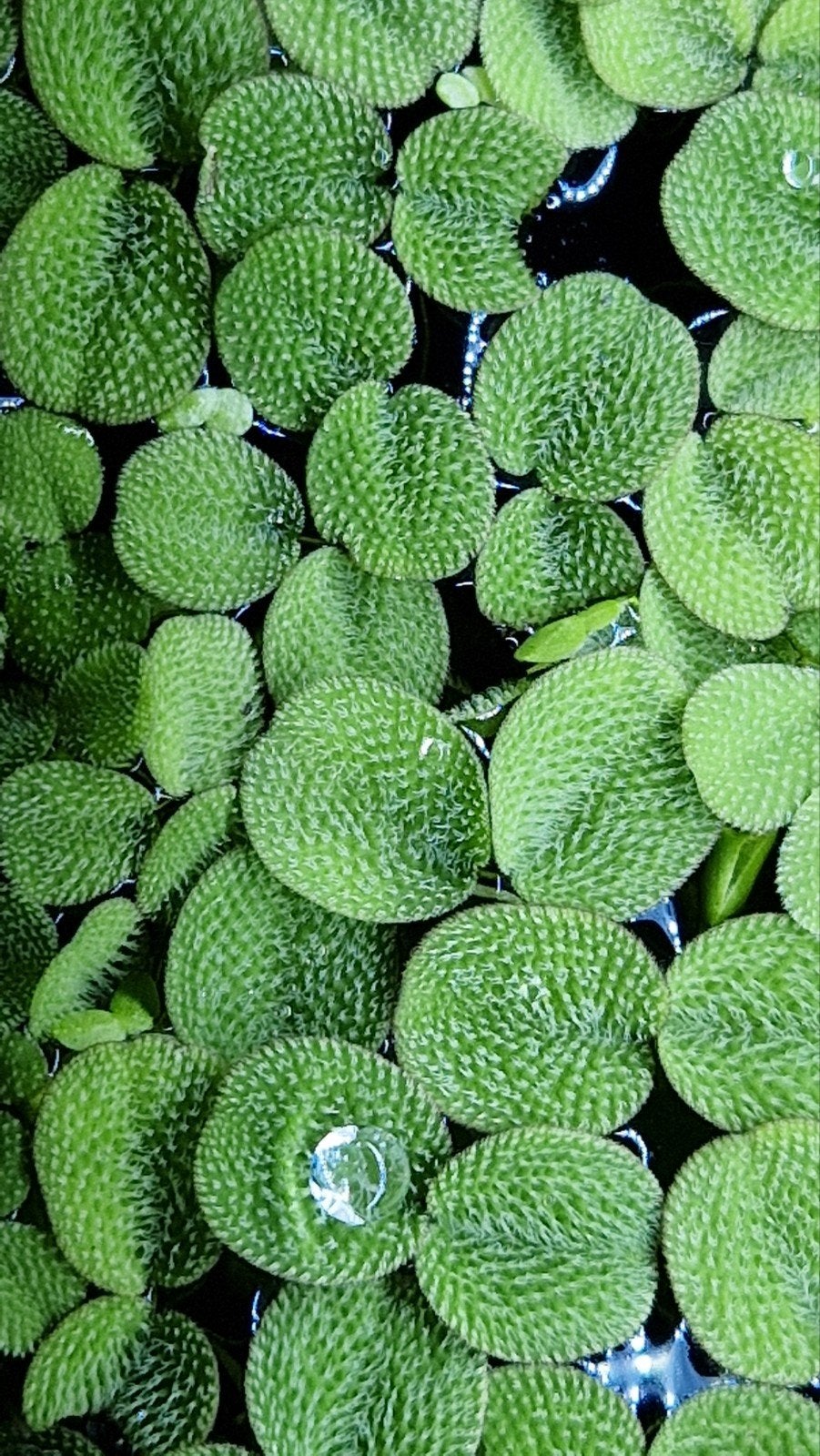 salvinia minima vlot varen, Ophalen, Nieuw
