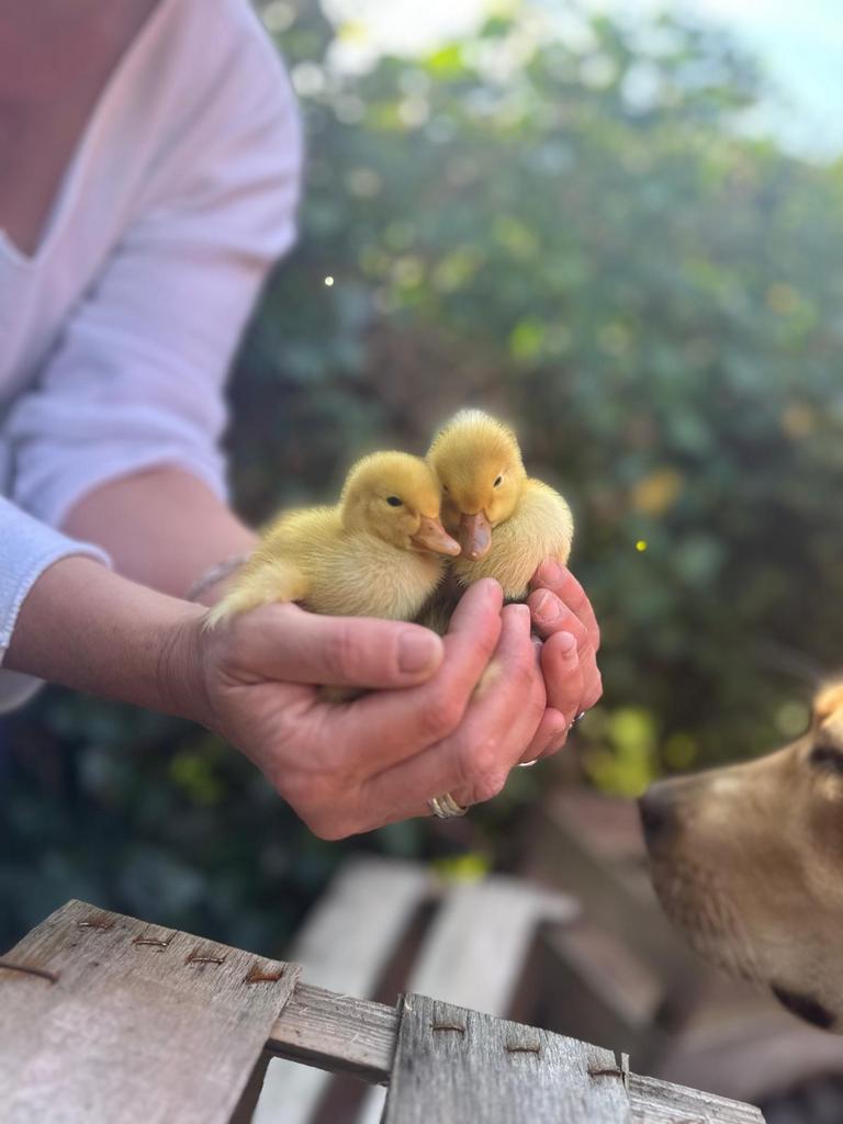 Eenden kuikens / mogen over 3 weken weg ! Wachtlijst methode, Animaux & Accessoires, Volatiles, Plusieurs animaux, Canard